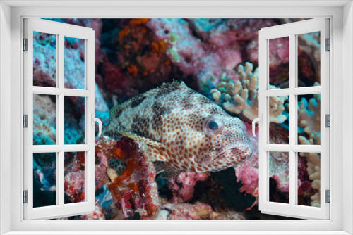 Fototapeta Naklejka Na Ścianę Okno 3D - Jewel grouper sitting in coral reef, Indonesia