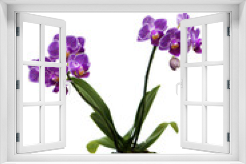 Fototapeta Naklejka Na Ścianę Okno 3D - vivid tiny pink orchid flower in a cup isolated on white