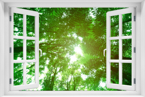 Fototapeta Naklejka Na Ścianę Okno 3D - Canopy of jungle