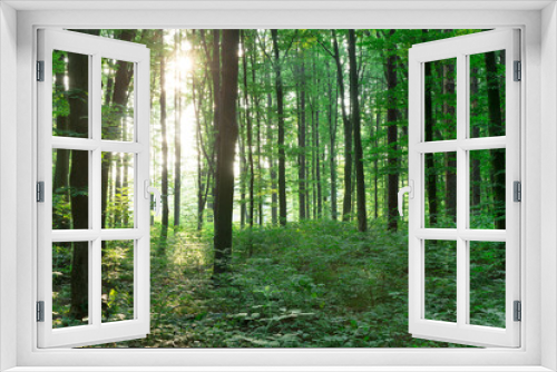 Fototapeta Naklejka Na Ścianę Okno 3D - green Forest trees. nature green wood sunlight backgrounds