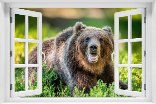 Fototapeta Naklejka Na Ścianę Okno 3D - Close up portrait of Brown bear in the summer forest at sunny day. Green forest natural background. Scientific name: Ursus arctos.