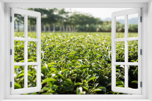 Fototapeta Naklejka Na Ścianę Okno 3D - green tea farm