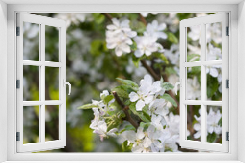 Fototapeta Naklejka Na Ścianę Okno 3D - Apple blossom in a park. White blossoms in an apple garden. Spring flowers.