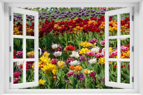 Fototapeta Naklejka Na Ścianę Okno 3D - Field of colorful tulips