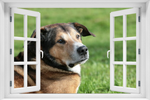 Fototapeta Naklejka Na Ścianę Okno 3D - Dreifarbiger kurzhaariger großer Hund auf dem Rasen