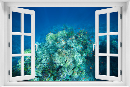 Fototapeta Naklejka Na Ścianę Okno 3D - Colorful corals on the reef in the underwater world of the red sea.