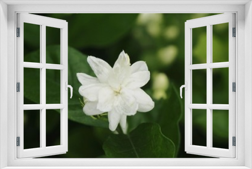 Fototapeta Naklejka Na Ścianę Okno 3D - White flower is beauty in the garden