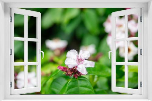 Fototapeta Naklejka Na Ścianę Okno 3D - White and pink Climbing oleander or Cream fruit flowers