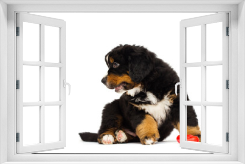 Fototapeta Naklejka Na Ścianę Okno 3D - little bernese mountain dog puppy