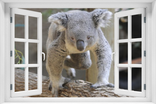 Fototapeta Naklejka Na Ścianę Okno 3D - Small Koala on Tree Branch