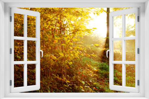 Fototapeta Naklejka Na Ścianę Okno 3D - Wald Sonnenaufgang