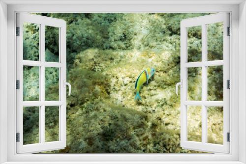 Fototapeta Naklejka Na Ścianę Okno 3D - Underwater texture and fauna in Ionian sea, Zakynthos, Greece