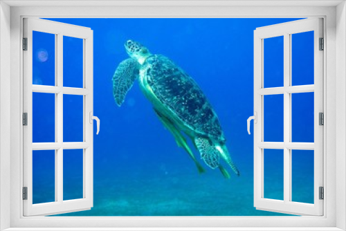 Fototapeta Naklejka Na Ścianę Okno 3D - turtle in tropical waters 