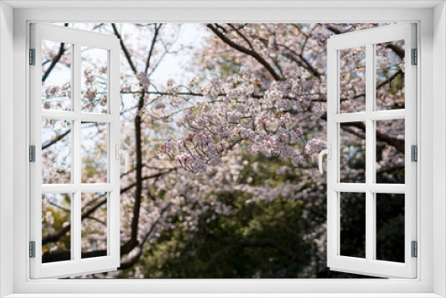 Fototapeta Naklejka Na Ścianę Okno 3D - 満開の桜