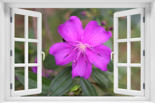 Fototapeta Naklejka Na Ścianę Okno 3D - purple flower in garden