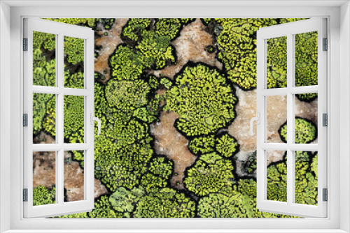 Fototapeta Naklejka Na Ścianę Okno 3D - lichen and moss texture. Nature colors background