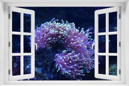 Fototapeta Naklejka Na Ścianę Okno 3D - Corals are marine invertebrates within the class Anthozoa of the phylum Cnidaria. They typically live in compact colonies of many identical individual polyps