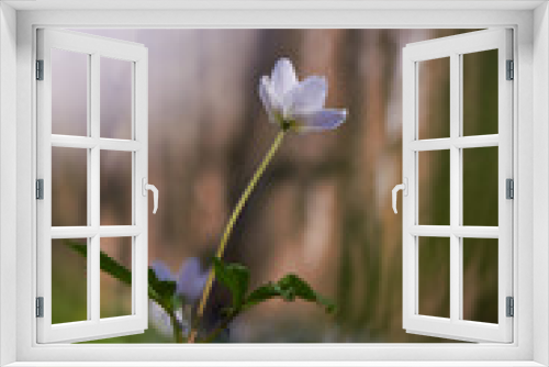 Fototapeta Naklejka Na Ścianę Okno 3D - White spring flowers, snowdrops in the forest. Anemone nemorosa - wood anemone, windflower, thimbleweed, and smell fox. Romantic soft gentle artistic image.