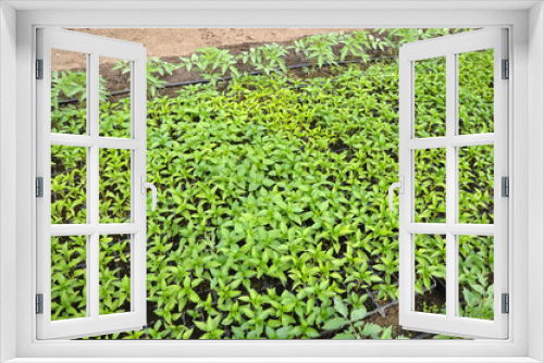 Fototapeta Naklejka Na Ścianę Okno 3D - Growing seedlings of peppers in cassettes in organic soil