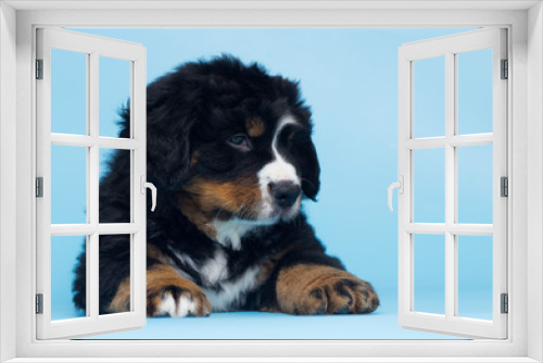 Fototapeta Naklejka Na Ścianę Okno 3D - Bernese Mountain Dog puppy
