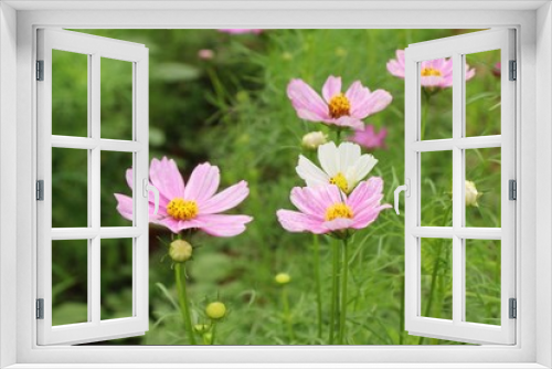 Fototapeta Naklejka Na Ścianę Okno 3D - Beautiful cosmos colorful flowers in the garden