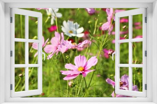 Fototapeta Naklejka Na Ścianę Okno 3D - Beautiful cosmos colorful flowers in the garden