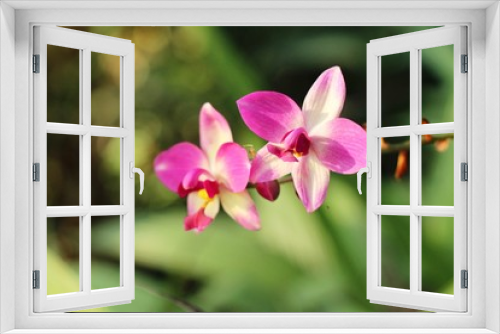 Fototapeta Naklejka Na Ścianę Okno 3D - Orchid flower is beautiful in the garden