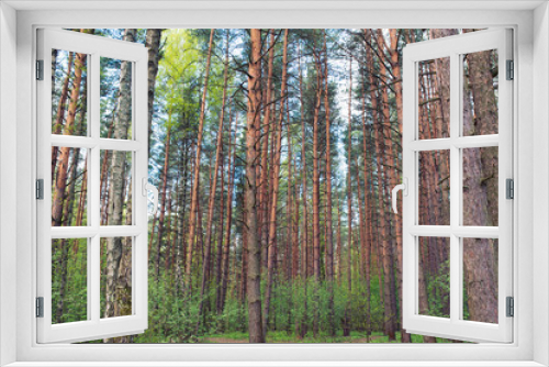 Fototapeta Naklejka Na Ścianę Okno 3D - green pine forest with low understory nature eco background