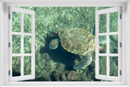 Fototapeta Naklejka Na Ścianę Okno 3D - Large turtle swimming in crystal clear water in Caribbean sea, Mexico