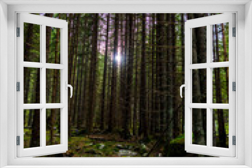 Fototapeta Naklejka Na Ścianę Okno 3D - Mystic forest