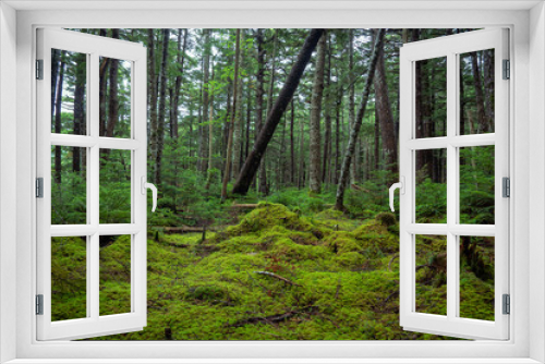 Fototapeta Naklejka Na Ścianę Okno 3D - Yachiho moss forest