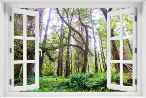 Fototapeta Naklejka Na Ścianę Okno 3D - Rain forest