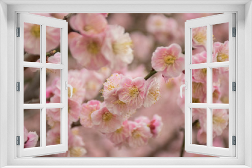 Fototapeta Naklejka Na Ścianę Okno 3D - cherry tree blossom