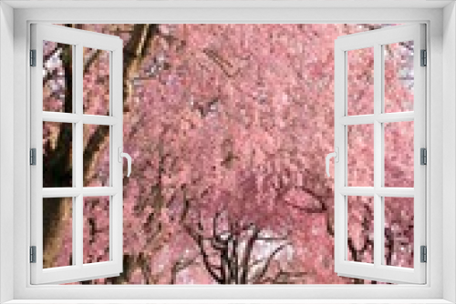 Fototapeta Naklejka Na Ścianę Okno 3D - Fully bloomed Cherry blossoms at Hitachi Fuudokino-oka, in Japan