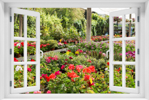 Fototapeta Naklejka Na Ścianę Okno 3D - Bloomy flowers in greenhouse