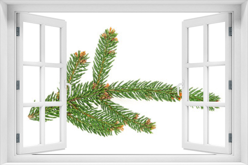 Fototapeta Naklejka Na Ścianę Okno 3D - Closeup of fir branch isolated on a white background