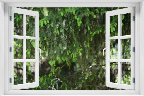 Fototapeta Naklejka Na Ścianę Okno 3D - Fresh fir-tree needles hang down