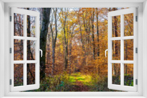 Fototapeta Naklejka Na Ścianę Okno 3D - Beautiful colorful way through forest in autumn season