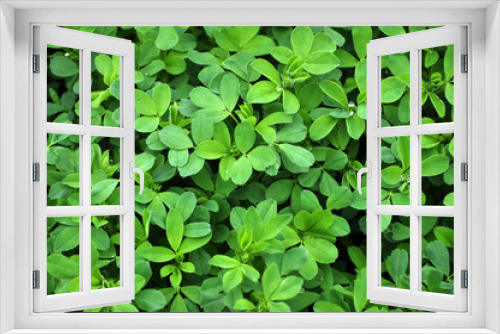 Fototapeta Naklejka Na Ścianę Okno 3D - In the field young alfalfa grows