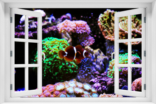 Fototapeta Naklejka Na Ścianę Okno 3D - Goldflake Maroon Clownfish - Premnas biaculeatus