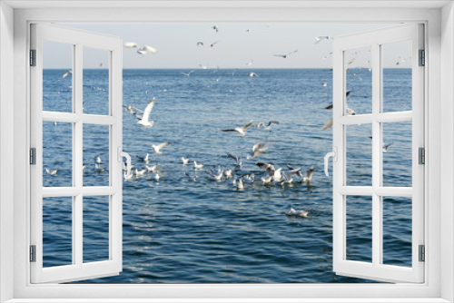 Fototapeta Naklejka Na Ścianę Okno 3D - Seagulls, off the coast of Odessa
