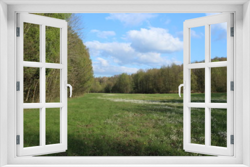Fototapeta Naklejka Na Ścianę Okno 3D - Las z polaną