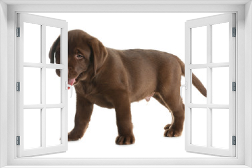 Fototapeta Naklejka Na Ścianę Okno 3D - Chocolate Labrador Retriever puppy on white background