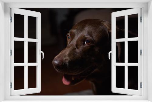 Fototapeta Naklejka Na Ścianę Okno 3D - Perro labrador en casa