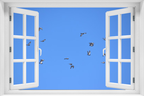 Fototapeta Naklejka Na Ścianę Okno 3D - 青空を飛ぶ伝書鳩