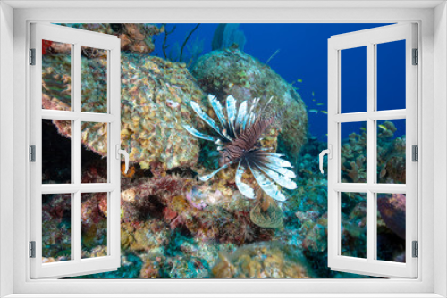 Fototapeta Naklejka Na Ścianę Okno 3D - Lionfish (Grand Cayman, BWI)