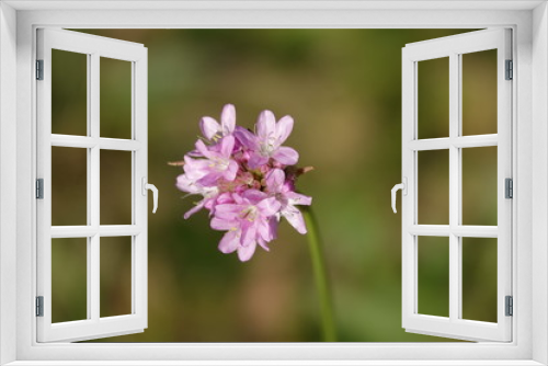 Fototapeta Naklejka Na Ścianę Okno 3D - flower in garden