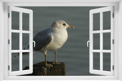 Fototapeta Naklejka Na Ścianę Okno 3D - A pretty Common Gull, Larus canus, perching on a wooden post on the shoreline at high tide.