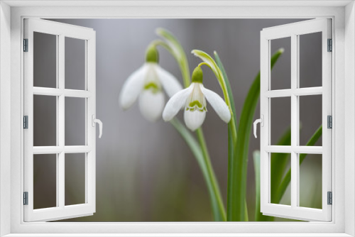 Fototapeta Naklejka Na Ścianę Okno 3D - Snowdrop or common snowdrop (Galanthus nivalis) flowers