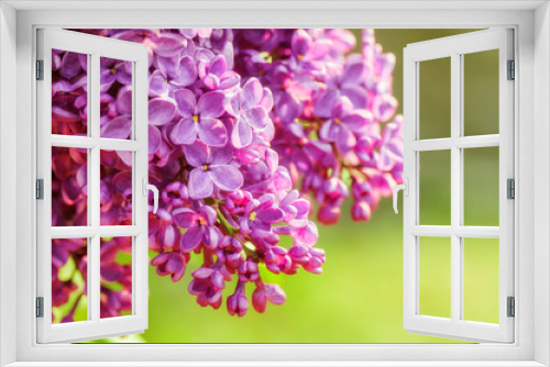 Fototapeta Naklejka Na Ścianę Okno 3D - closeup ultraviolet flower. floral spring background. picture with soft focus